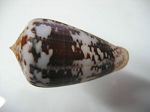 Conus Ermineus